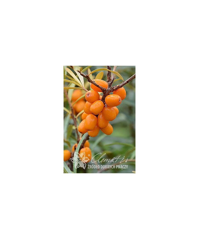 Planta, Specie ornamentală, Hippophae rhamnoides Eva, ghiveci C2 litri