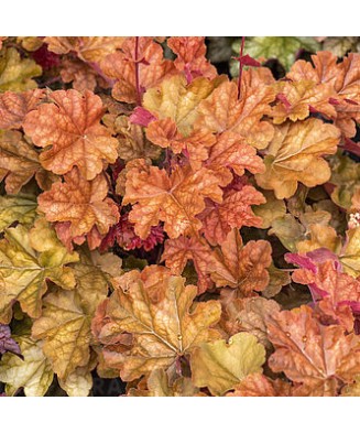 Planta, Specie ornamentală,...