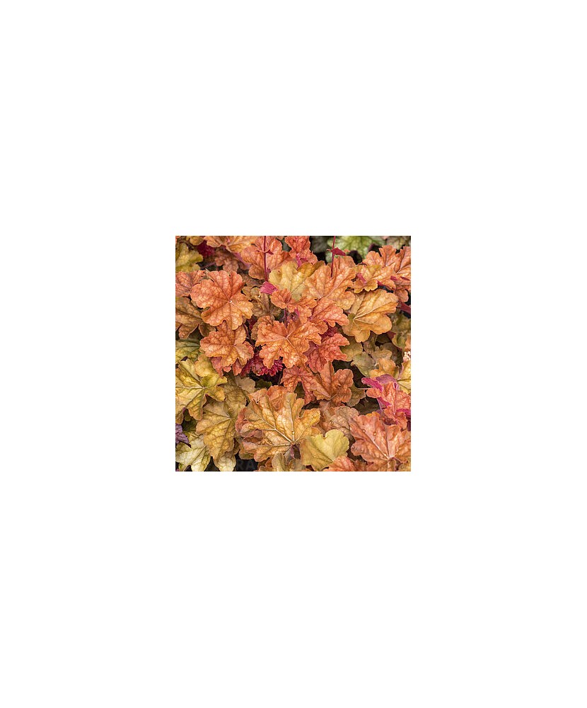Planta, Specie ornamentală, Heuchera WORLD CAFFE® Corretto, ghiveci C2 litri