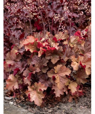 Planta, Specie ornamentală,...