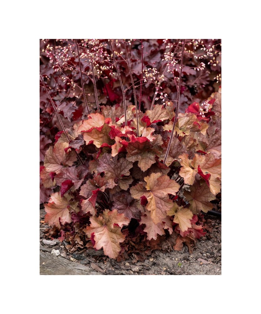Planta, Specie ornamentală, Heuchera Rex Red PBR, ghiveci C2 litri