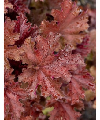 Planta, Specie ornamentală, Heuchera Rex Red PBR, ghiveci C2 litri