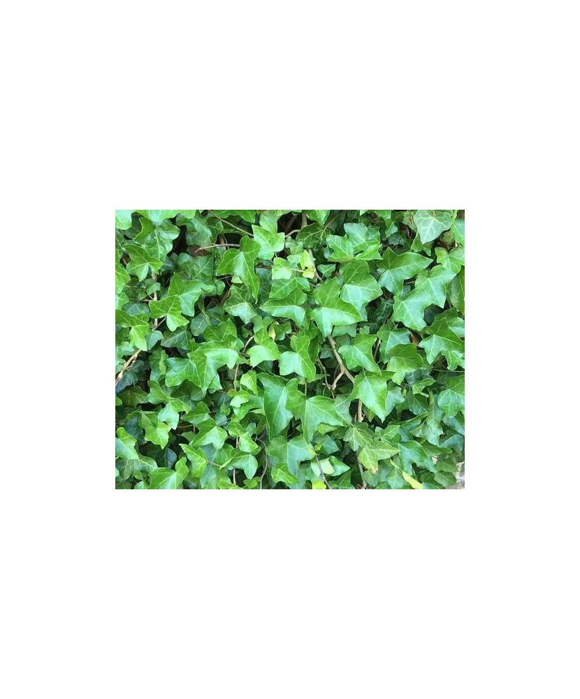 Planta, Iederă comună, Hedera helix, ghiveci P9 litri