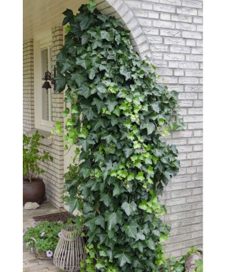 Planta, Iederă comună, Hedera helix, ghiveci P9 litri