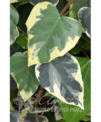 Planta, Specie ornamentală, Hedera colchica Dentata Variegata, ghiveci C2 litri