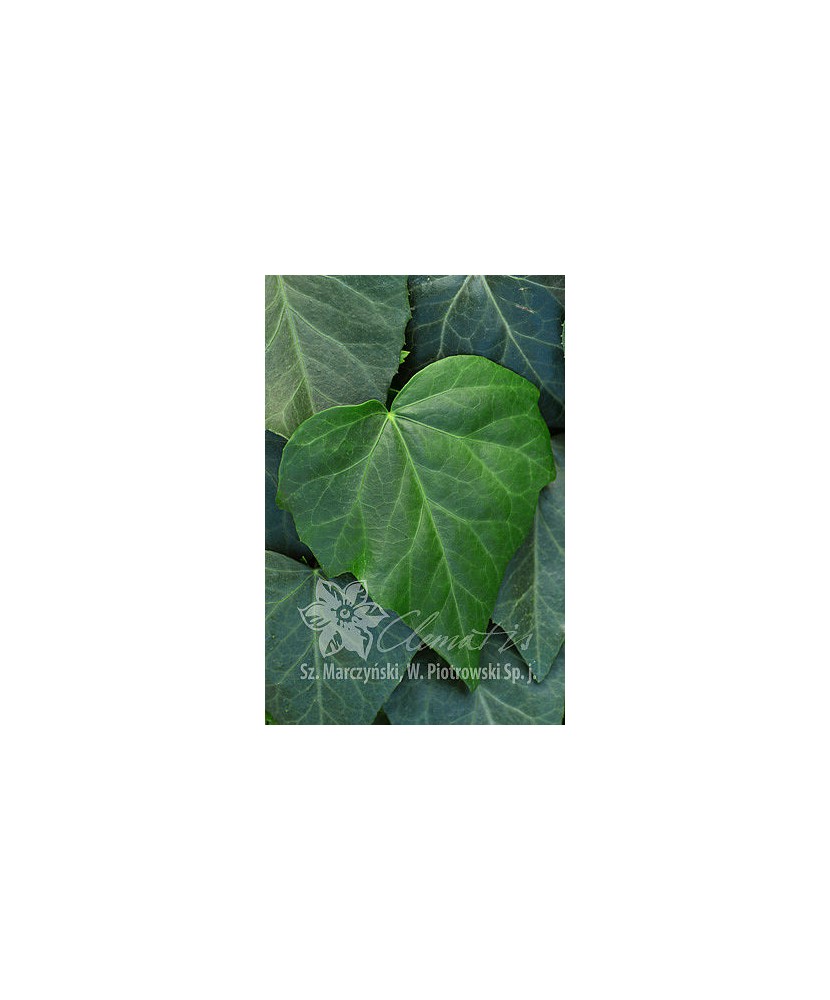 Planta, Specie ornamentală, Hedera colchica Dentata, ghiveci C2 litri