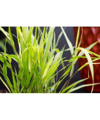 Planta, Specie ornamentală, Hakonechloa macra Greenhills, ghiveci C2 litri