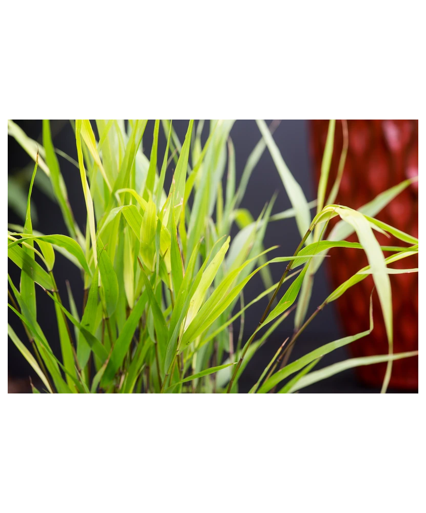 Planta, Specie ornamentală, Hakonechloa macra Greenhills, ghiveci C2 litri