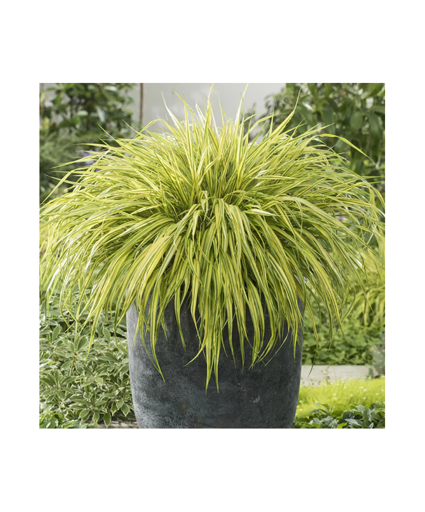 Planta, Specie ornamentală, Hakonechloa macra Aureola, ghiveci C2 litri