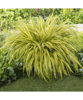 Planta, Specie ornamentală, Hakonechloa macra Aureola, ghiveci C2 litri