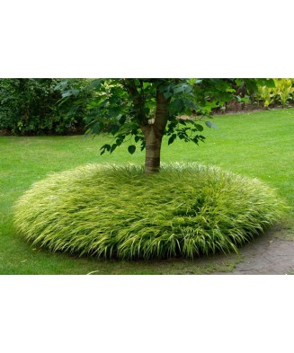 Planta, Specie ornamentală, Hakonechloa macra Aureola, ghiveci C2 litri