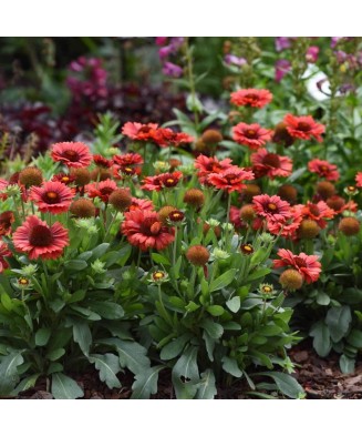 Planta, Gaillardia roșie, Gaillardia SPINTOP® Red, ghiveci C2 litri