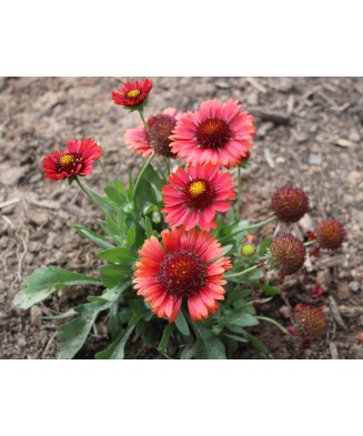 Planta, Gaillardia roșie, Gaillardia SPINTOP® Red, ghiveci C2 litri