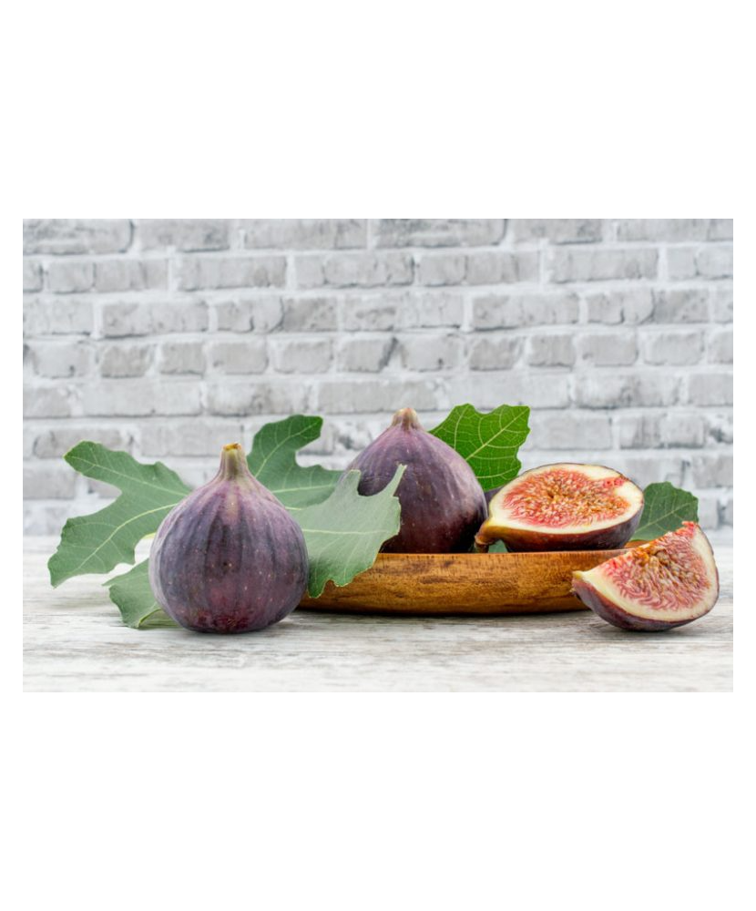 Planta, Smochin Brown Turkey, Ficus carica Brown Turkey, ghiveci C2 litri