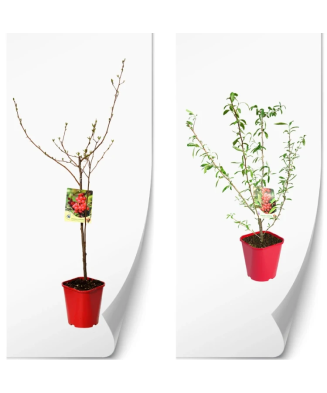 Planta, Mălin argintiu...