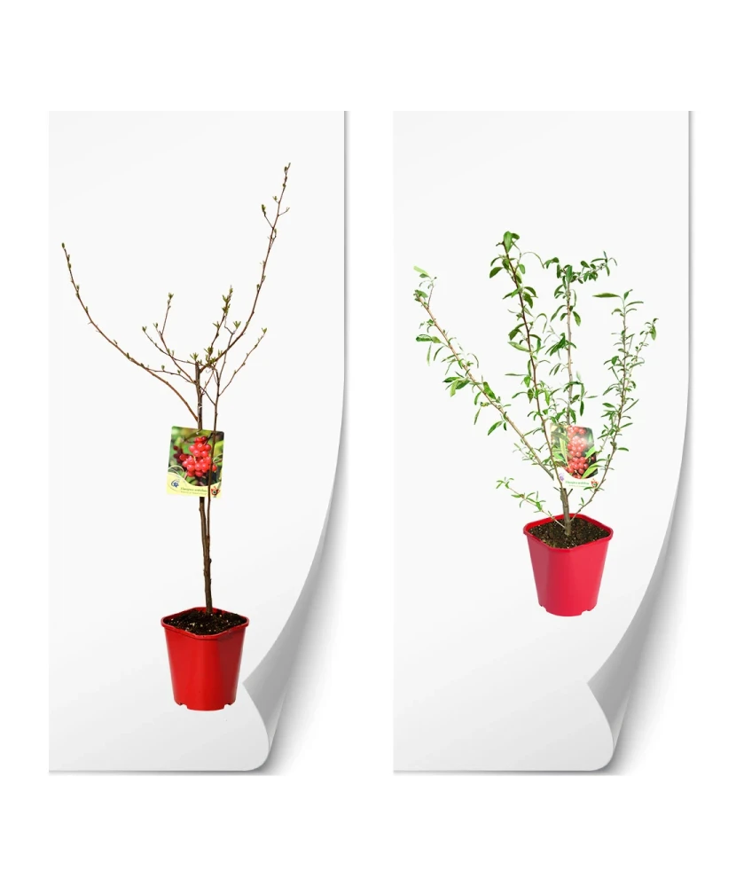 Planta, Mălin argintiu Amoroso, Elaeagnus umbellata POINTILLA® AMOROSO®, ghiveci C2 litri