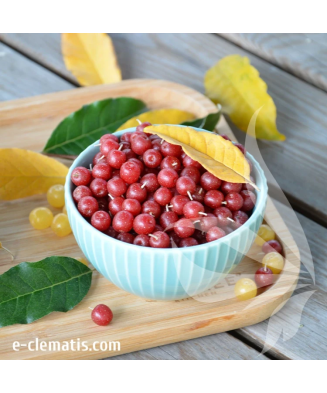 Planta, Mălin argintiu Amoroso, Elaeagnus umbellata POINTILLA® AMOROSO®, ghiveci C2 litri