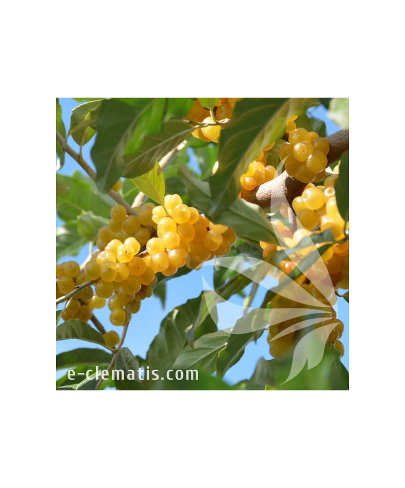 Planta, Mălin argintiu Fortunella, Elaeagnus umbellata POINTILLA® FORTUNELLA®, ghiveci C2 litri