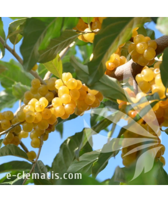 Planta, Mălin argintiu Fortunella, Elaeagnus umbellata POINTILLA® FORTUNELLA®, ghiveci C2 litri