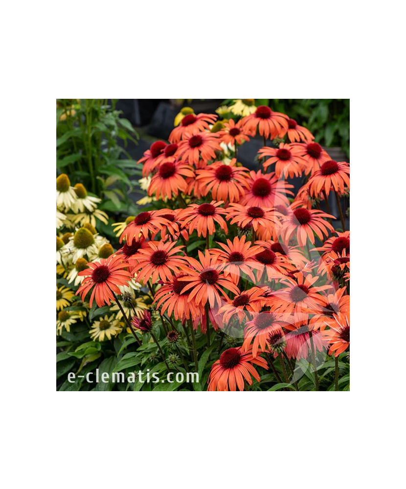 Planta, Echinacea portocalie Sunmagic, Echinacea SUNMAGIC® Vintage Orange, ghiveci C2 litri