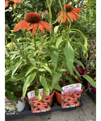 Planta, Echinacea portocalie Sunmagic, Echinacea SUNMAGIC® Vintage Orange, ghiveci C2 litri