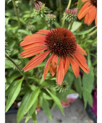 Planta, Echinacea portocalie Sunmagic, Echinacea SUNMAGIC® Vintage Orange, ghiveci C2 litri