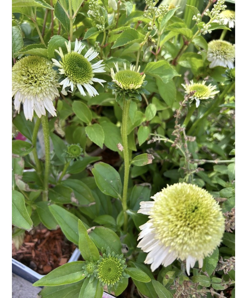 Planta, Specie ornamentală, Echinacea DELICIOUS NOUGAT Noecthree PBR, ghiveci C2 litri