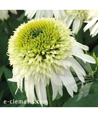 Planta, Specie ornamentală, Echinacea DELICIOUS NOUGAT Noecthree PBR, ghiveci C2 litri