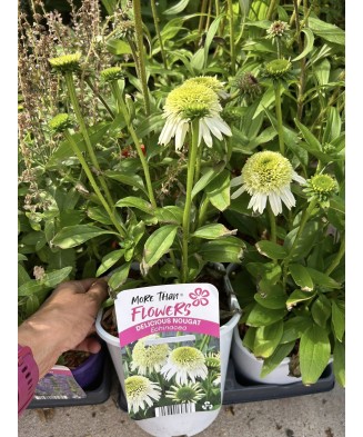 Planta, Specie ornamentală, Echinacea DELICIOUS NOUGAT Noecthree PBR, ghiveci C2 litri