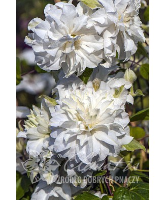 Planta, Specie ornamentală, Clematis Maria Skłodowska Curie PBR  Premium, ghiveci C2 litri