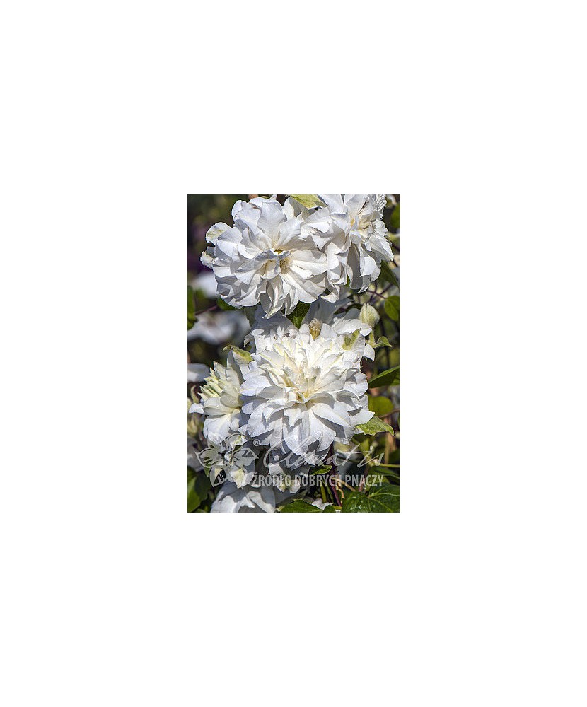 Planta, Specie ornamentală, Clematis Maria Skłodowska Curie PBR  Premium, ghiveci C2 litri