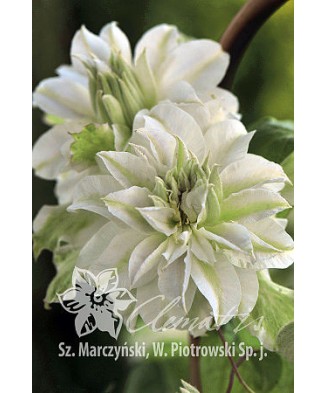 Planta, Specie ornamentală, Clematis Maria Skłodowska Curie PBR  Premium, ghiveci C2 litri