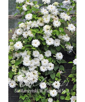 Planta, Specie ornamentală, Clematis Maria Skłodowska Curie PBR  Premium, ghiveci C2 litri