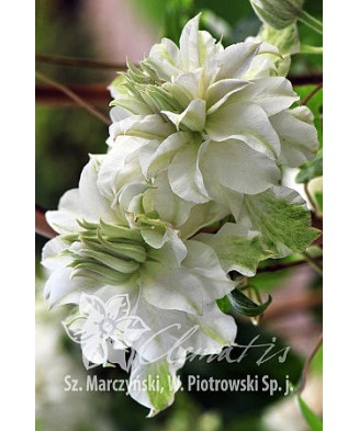 Planta, Specie ornamentală, Clematis Maria Skłodowska Curie PBR  Premium, ghiveci C2 litri