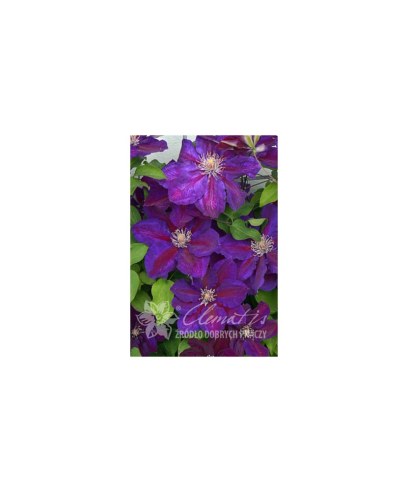 Planta, Specie ornamentală, Clematis Julka PBR, ghiveci C2 litri
