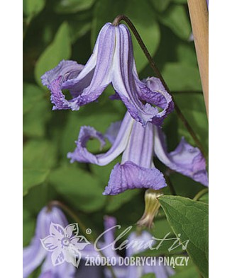 Planta, Specie ornamentală, Clematis Fairy Dance GV  E, ghiveci P9 litri