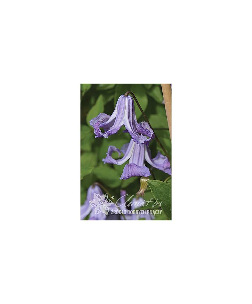 Planta, Specie ornamentală, Clematis Fairy Dance GV  E, ghiveci P9 litri