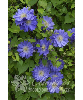 Planta, Specie ornamentală, Clematis Copernicus PBR  E, ghiveci C2 litri