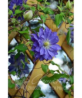 Planta, Specie ornamentală, Clematis Copernicus PBR  E, ghiveci C2 litri