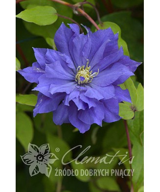 Planta, Specie ornamentală, Clematis Copernicus PBR  E, ghiveci C2 litri