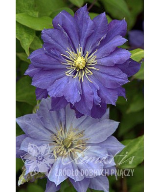 Planta, Specie ornamentală,...