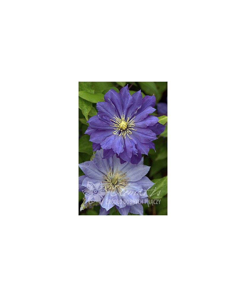 Planta, Specie ornamentală, Clematis Copernicus PBR  E, ghiveci C2 litri