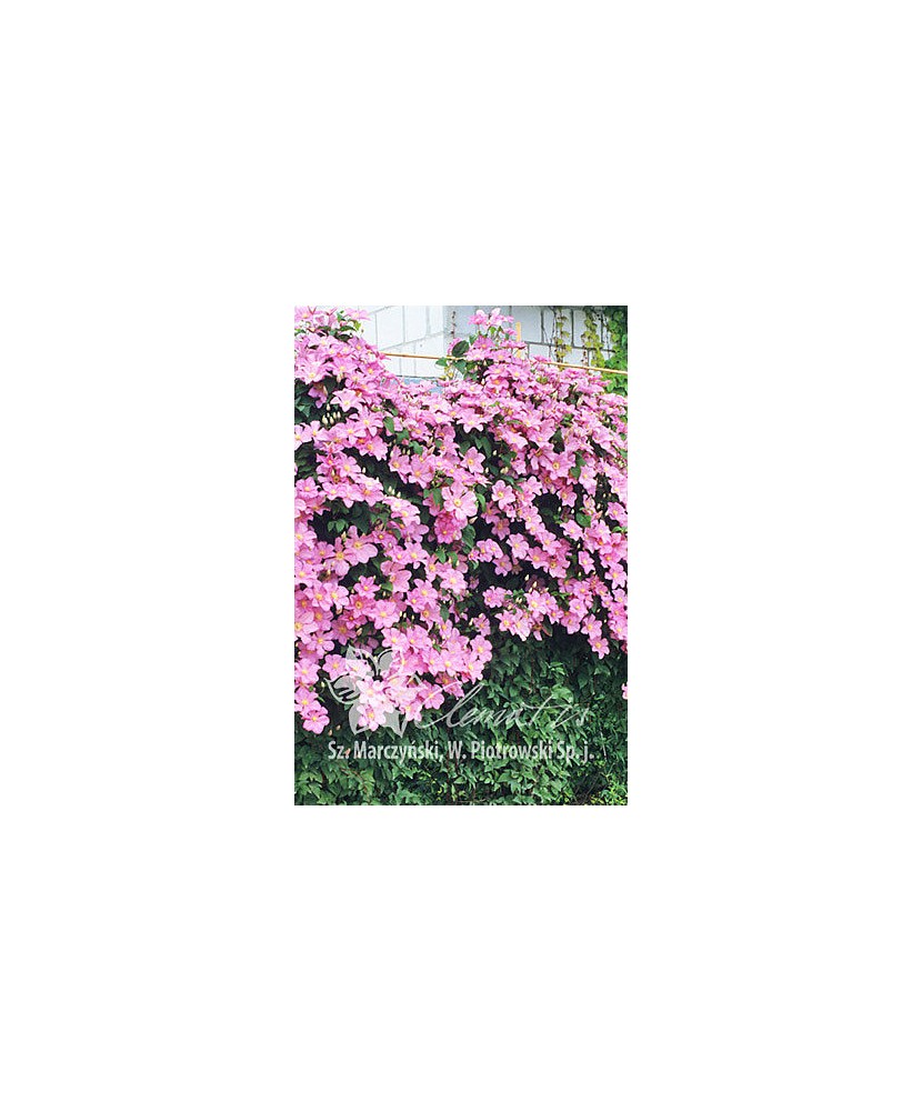 Planta, Clematis roz Comtesse de Bouchaud, Clematis Comtesse de Bouchaud, ghiveci C2 litri