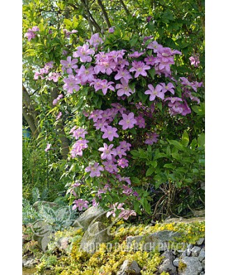 Planta, Clematis roz Comtesse de Bouchaud, Clematis Comtesse de Bouchaud, ghiveci C2 litri