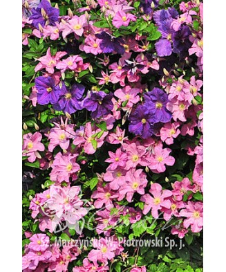 Planta, Clematis roz Comtesse de Bouchaud, Clematis Comtesse de Bouchaud, ghiveci C2 litri