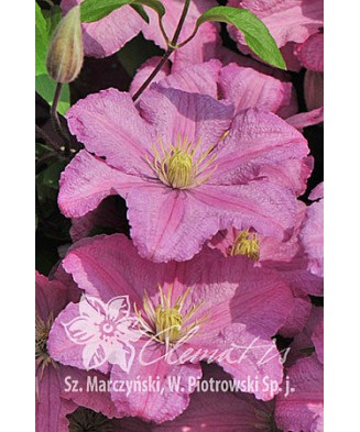 Planta, Clematis roz Comtesse de Bouchaud, Clematis Comtesse de Bouchaud, ghiveci C2 litri
