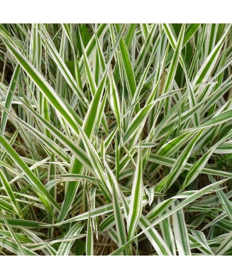 Planta, Iarbă decorativă Ice Dance, Carex morrowii Ice Dance, ghiveci C2 litri