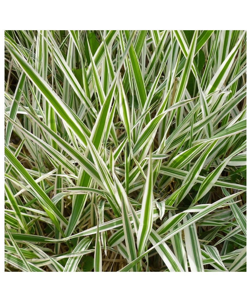 Planta, Iarbă decorativă Ice Dance, Carex morrowii Ice Dance, ghiveci C2 litri