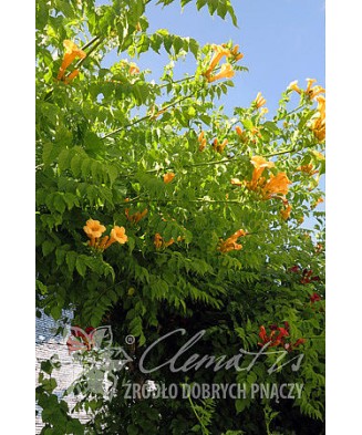 Planta, Trâmbiță galbenă Flava, Campsis radicans Flava, ghiveci C2 litri