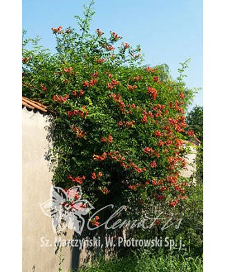 Planta, Trâmbiță Flamenco, Campsis radicans Flamenco, ghiveci C2 litri
